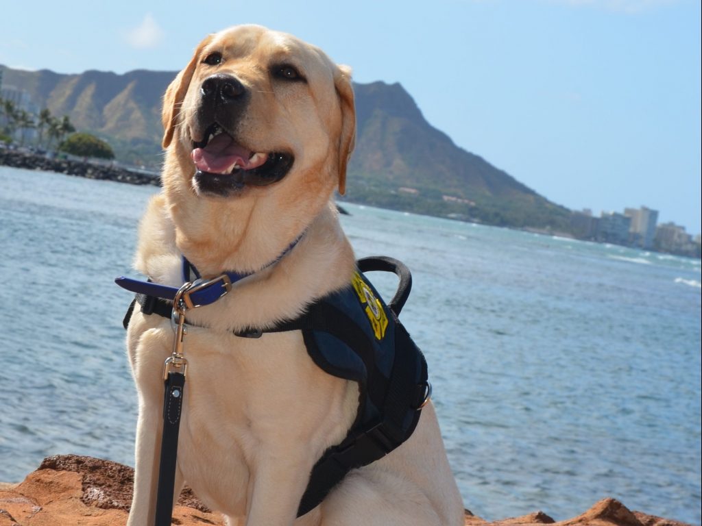 HFD fire dog Kukui with Diamond Head in the background